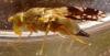 Tephritis divisa